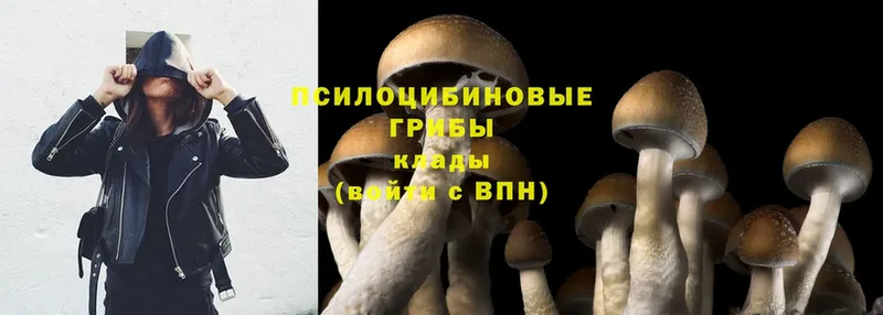 продажа наркотиков  Жуковка  Псилоцибиновые грибы Psilocybe 